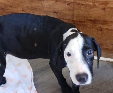 Hershel, Pit Bull Terrier / Mixed Breed, puppy, available for adoption