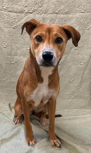 Mavis, Mountain Cur / Hound, adult, available for adoption