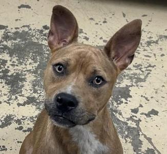 A brown dog with pointed ears and a black nose, looking directly at the camera.