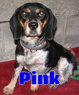 3832 Pink, Beagle / Mixed Breed, young, available for adoption