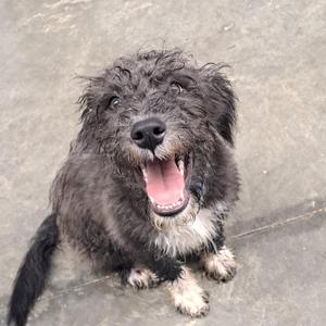 A wet, scruffy dog with dark fur and a white chest is sitting on a concrete surface, looking up with its mouth open in a happy expression.