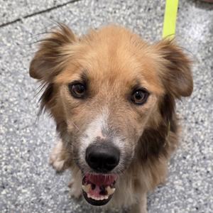 Yote, Collie, adult, available for adoption