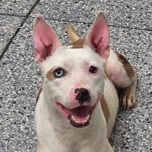 a white dog with brown spots and blue eyes