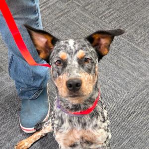 Dixie, American Blue Heeler, young, available for adoption