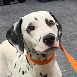 Apollo, Dalmatian, young, available for adoption