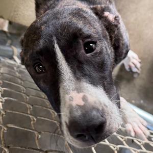 Simba, Hound, young, available for adoption