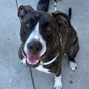Simba, Hound, adult, available for adoption