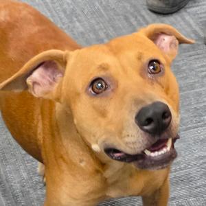 Pumpkin, Retriever, Labrador, adult, available for adoption