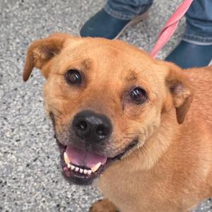 Thomas, Black Mouth Cur, adult, available for adoption