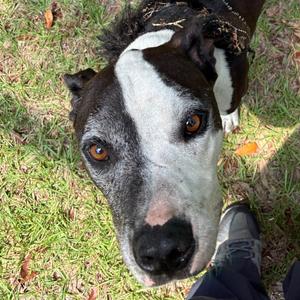 Tin Man, Terrier, adult, available for adoption
