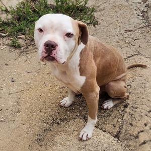 A tan and white pit bull dog sits on the ground looking at the camera