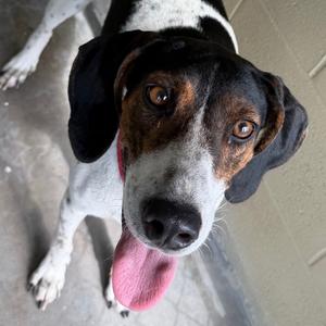 Speck, Hound, adult, available for adoption