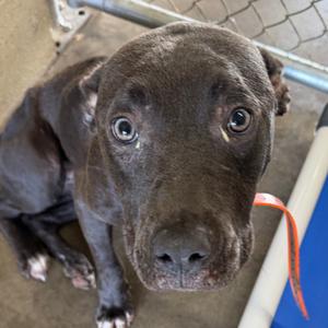 Royal, Retriever, Labrador, adult, available for adoption