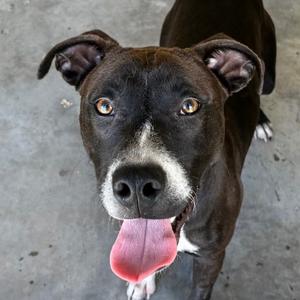 Mango, Retriever, young, available for adoption