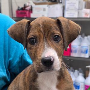Ruthie, Hound, puppy, available for adoption