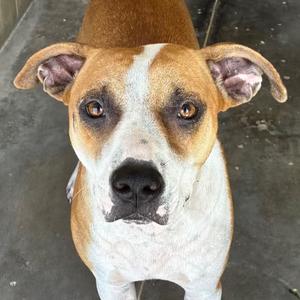 Bella, Terrier, adult, available for adoption
