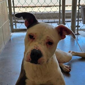 Dallas, Terrier, adult, available for adoption