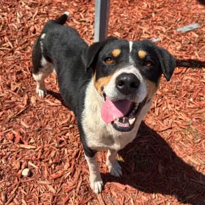 Cookie, Mixed Breed (Medium), adult, available for adoption