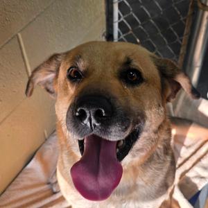 Gordon, Black Mouth Cur, adult, available for adoption