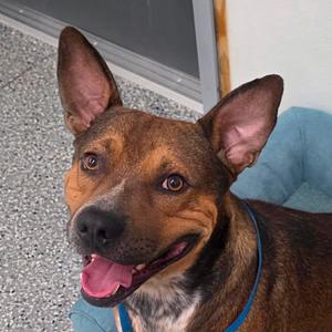 Deacon, Shepherd, German, adult, available for adoption