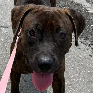 Duke, Retriever, Black Labrador, adult, available for adoption