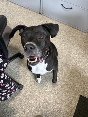 Bella, Pit Bull Terrier, adult, available for adoption
