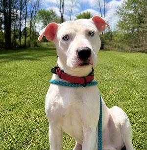 Bentley, Pit Bull Terrier / Dogo Argentino, adult, available for adoption