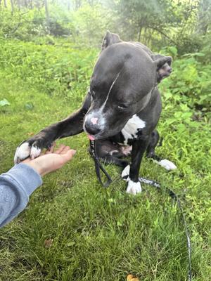 Nala, American Staffordshire Terrier / Pit Bull Terrier, young, available for adoption