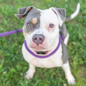 Athena, Pit Bull Terrier, adult, available for adoption