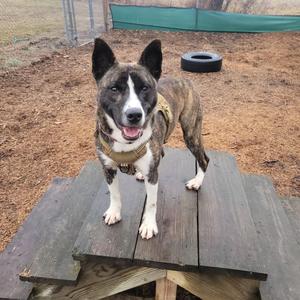 A brindle and white dog standing on a wooden platform in an outdoor enclosure.