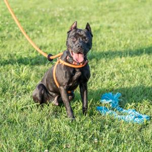 A black dog with a red collar and leash is sitting on a grassy field, looking at the camera with its mouth open. There is a blue toy on the ground next to the dog.