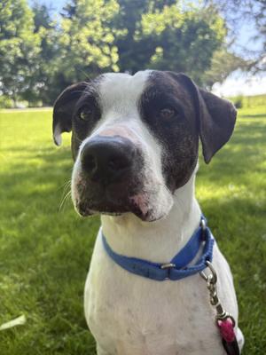 Nyla, Pit Bull Terrier / Hound, adult, available for adoption