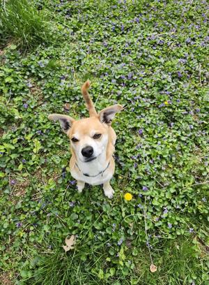 Kai, Terrier, senior, available for adoption
