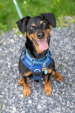 Sparky, Miniature Pinscher / Rottweiler, adult, available for adoption