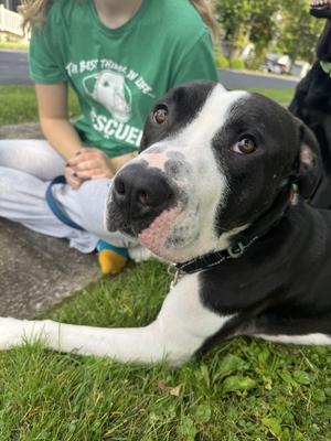 Max, Pit Bull Terrier, young, available for adoption