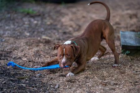 A brown dog with a white patch on its face is playing with a blue toy in a wooded area.