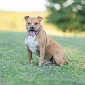 A brown and white dog sitting on a grassy field with its tongue out, wearing a collar.