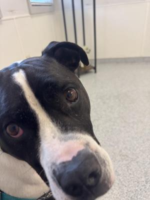 Jangers, Pit Bull Terrier, adult, available for adoption