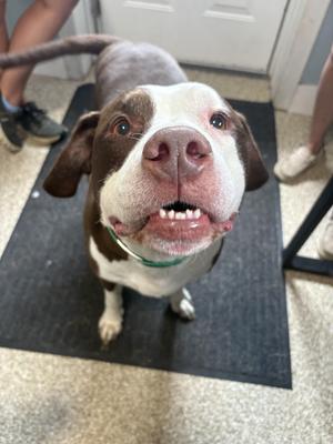 Patches, Pit Bull Terrier, adult, available for adoption