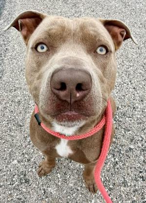 Ozzy, Pit Bull Terrier, young, available for adoption