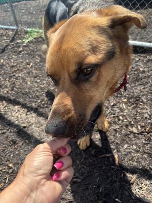 Rocky, German Shepherd Dog / Rottweiler, adult, available for adoption