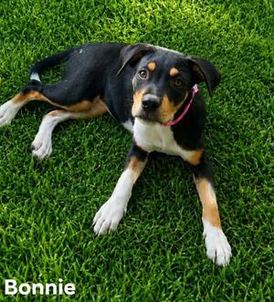 Bonnie Kelly, Catahoula Leopard Dog / Hound, puppy, available for adoption