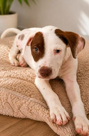 Jagger Garner, Labrador Retriever / Hound, puppy, available for adoption
