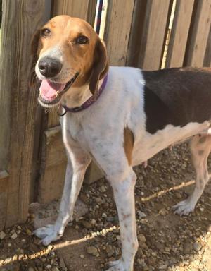 a brown and white dog standing on a gravel surface with a wooden fence in the background