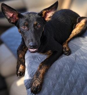 Chuck, Shepherd / Labrador Retriever, puppy, available for adoption
