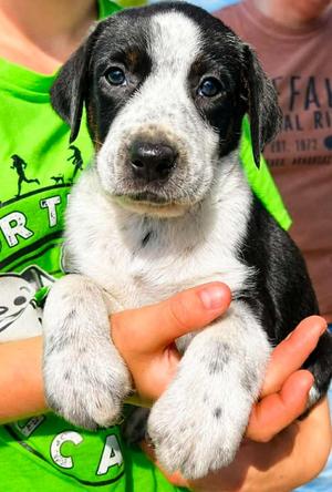 Hank, Labrador Retriever / Terrier, puppy, available for adoption