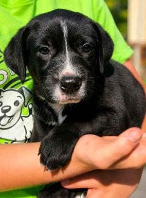 Mabel, Labrador Retriever / Terrier, puppy, available for adoption