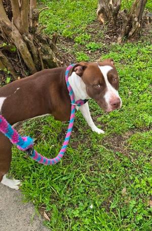 Camellia, Terrier / Labrador Retriever, young, available for adoption