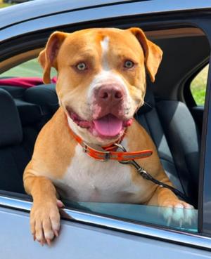 George, Pit Bull Terrier, young, available for adoption