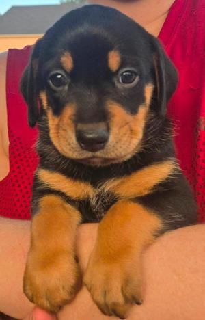 Fleetwood, Labrador Retriever / Shepherd, puppy, available for adoption